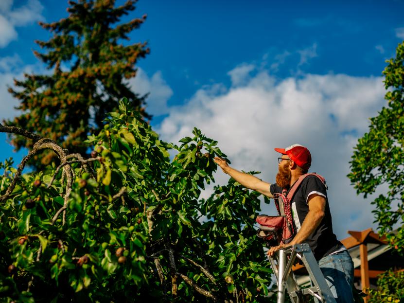 Tree Service