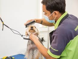 Dog Grooming