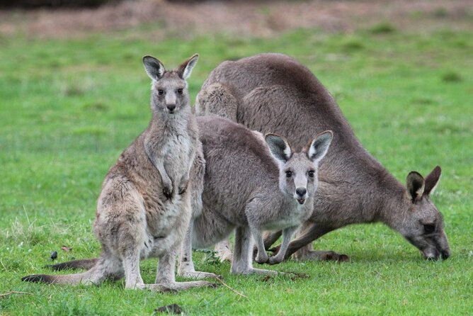 see kangaroos near melbourne